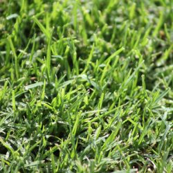 Compare Lawns 2 Eureka Kikuyu Turf Close Up