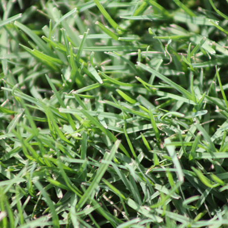 Premium Nullarbor Couch Grass