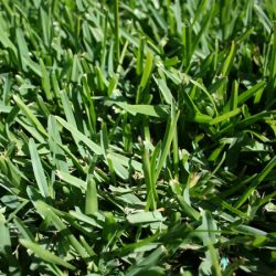 Compare Lawns 1 Sir-Walter-Turf-Close-Up