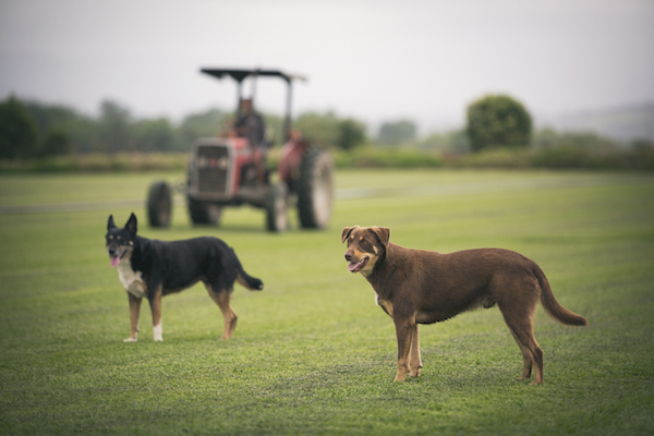 Frequently Asked Questions | Buy Turf Online