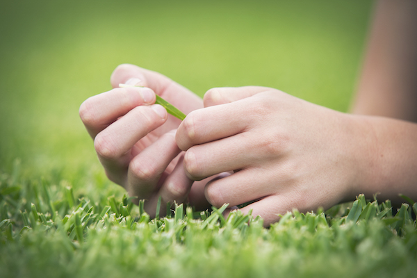 When To Fertilise