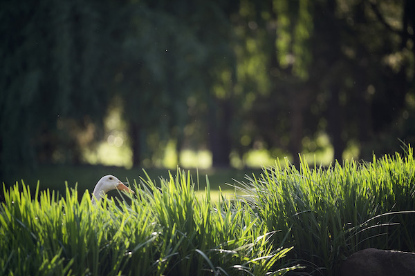 When To Mow Grass
