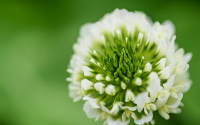 Clover Weed Killer