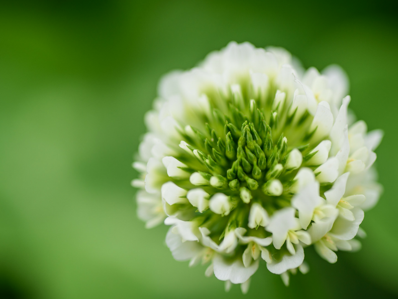 Clover Weed Killer