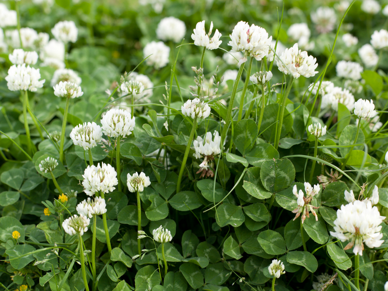 Flowering clovers