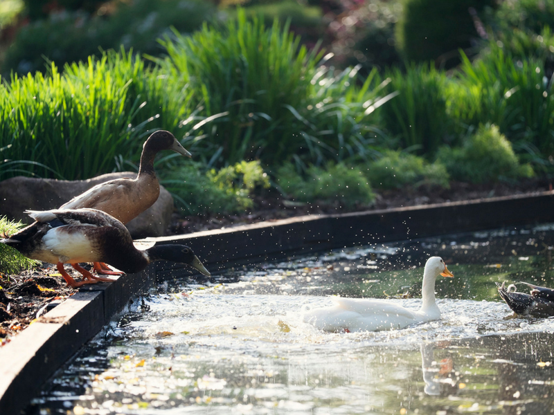 Ducks playing by the water