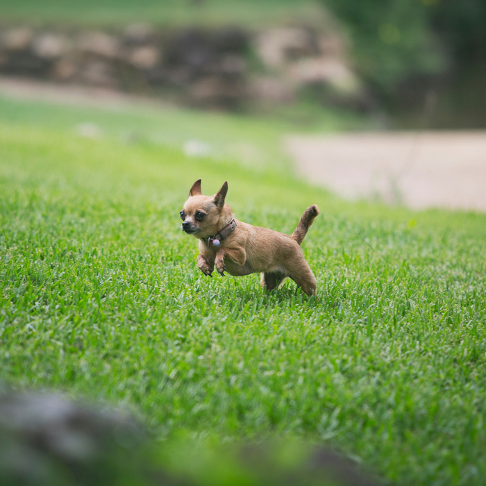 Puppy enjoying the lawn