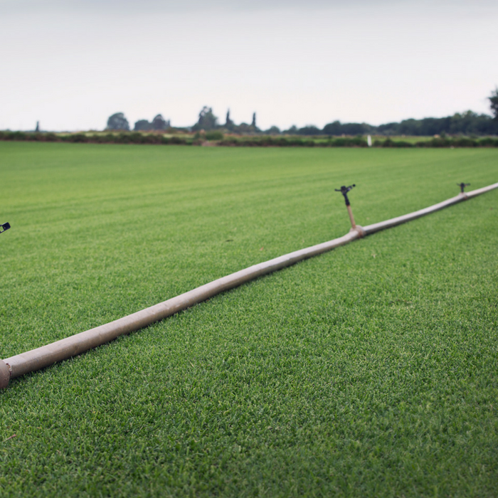 A line of sprinklers set up and ready