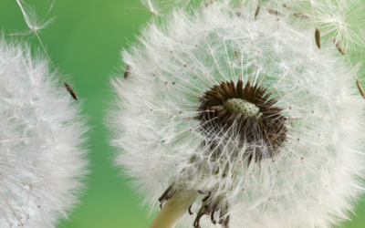 News 14 Turning up the Heat on Dandelions