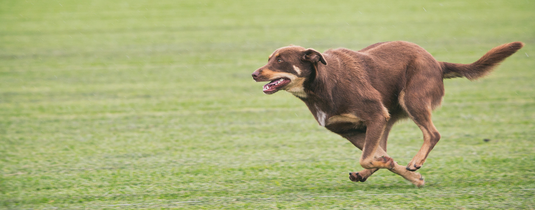 You Don’t Need to Choose Between Your Pets and Your Lawn