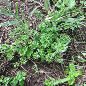 Spiky Bindii Burrs
