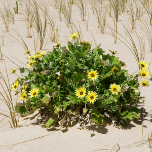Weed Identification- Capeweed