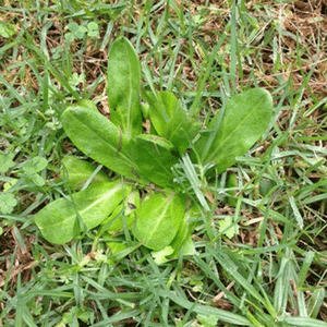 Cudweed Identify