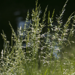 Winter grass weed