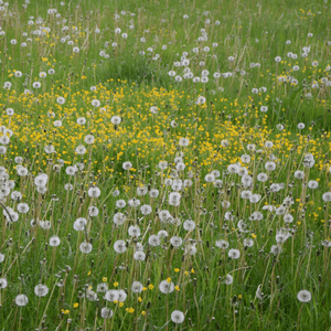 Dandelion weed identification