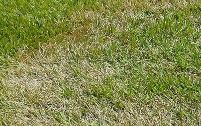 News 7 Dead grass? Brown patches on lawn? It could be a grass disease.