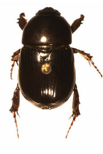 African Black Lawn Beetle