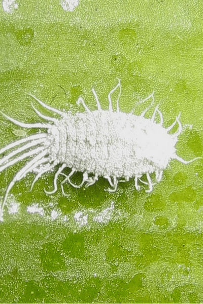 Mealybug