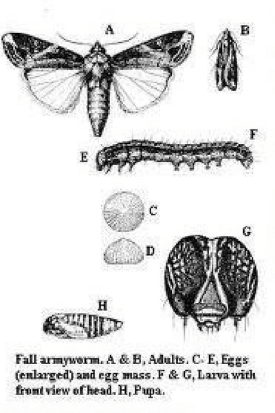 Lawn Armyworm