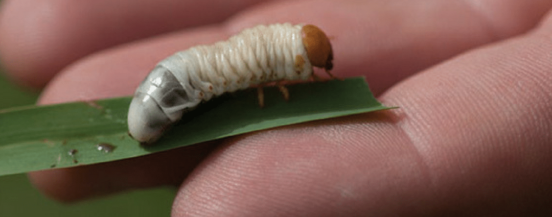 Lawn Grubs, Lawn Beetle and Other Common Pests this Spring