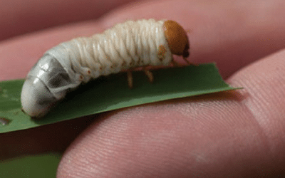 News 13 Lawn Grubs, Lawn Beetle and Other Common Pests this Spring
