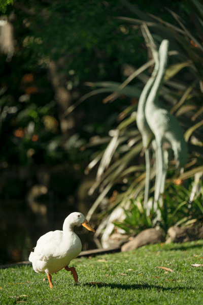 Duck on the new lawn