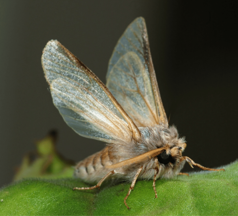 Moth looking for a healthy lawn