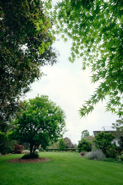 Sunlight, trees and a new lawn