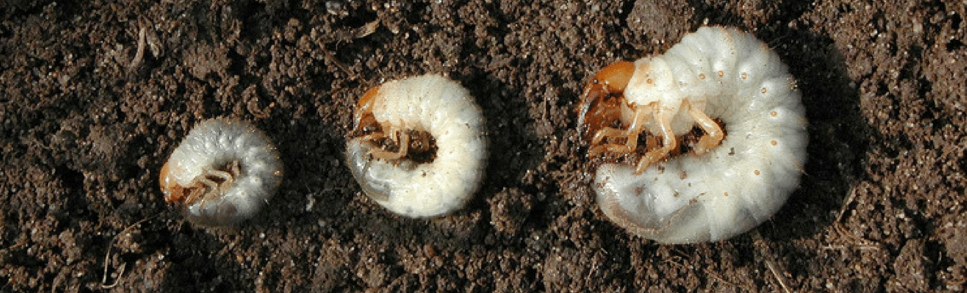 Stages of Lawn Grubs