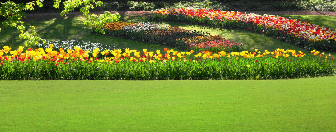 Grass Going to Seed? Here’s Why.