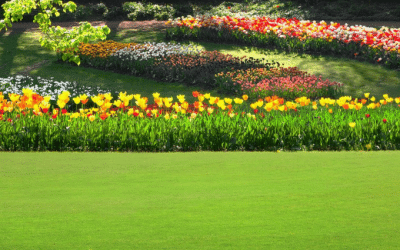 News 10 Grass Going to Seed? Here’s Why.