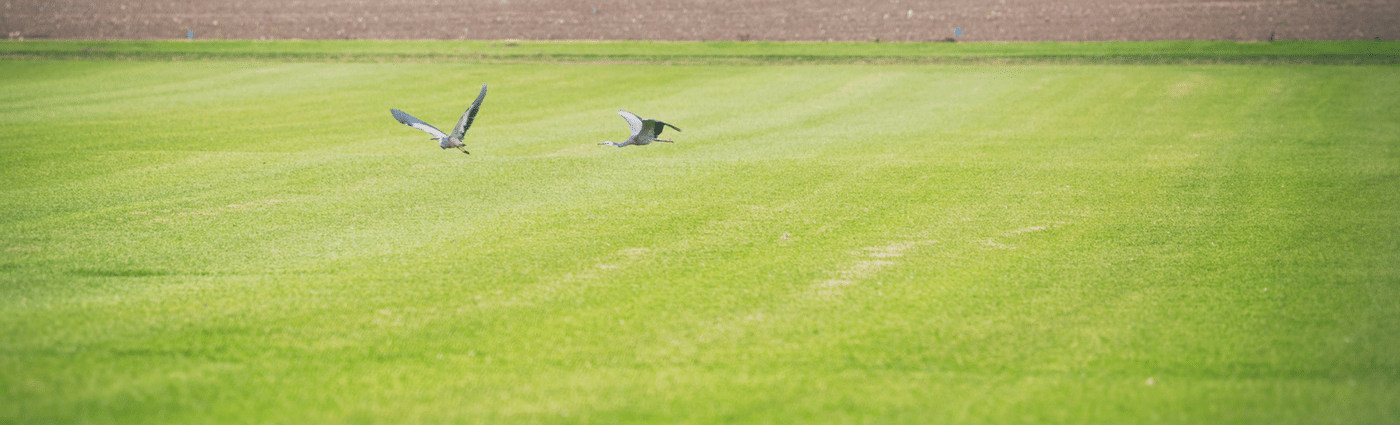 Prevent your grass going to seed