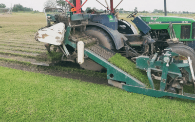 News 5 Getting the Timing Right for Turf Installation