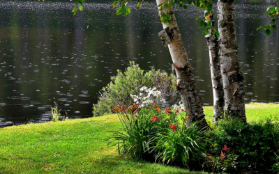 News 6 Turf Underlay and Your New Lawn
