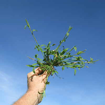 Summergrass weed
