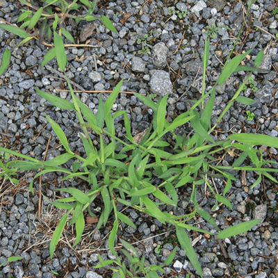 Summergrass weed
