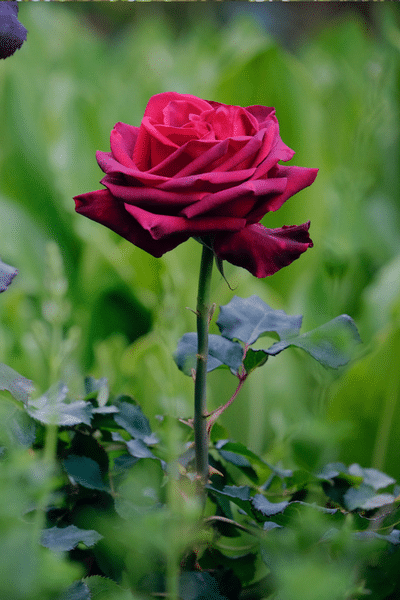 Rose in the bushes