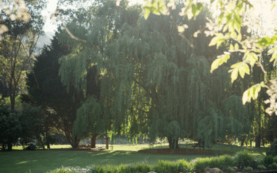 News 3 Get Ready for Summer: It All Starts with Spring Grass Care
