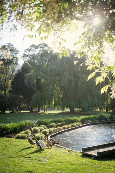 Summer sunlight and lawns