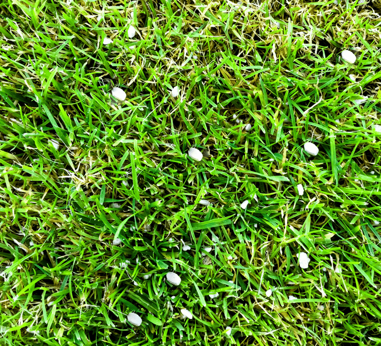 Overfertilising lawn