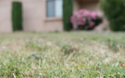 Making Your Grass Drought Resistant