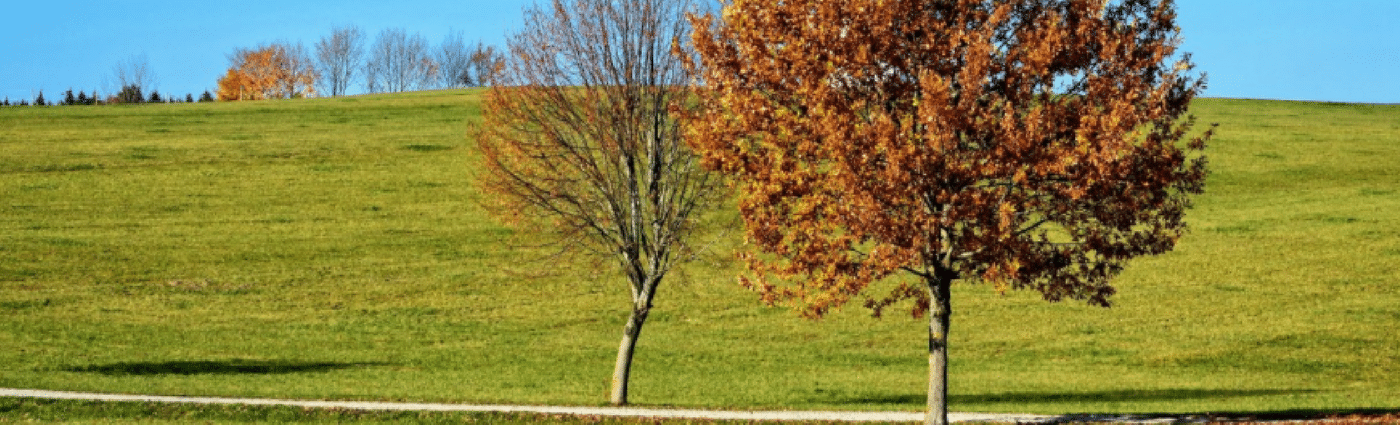 lawn losing green colour