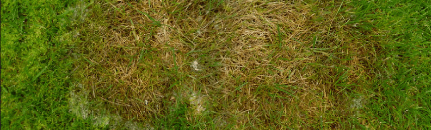 disease causing colour loss