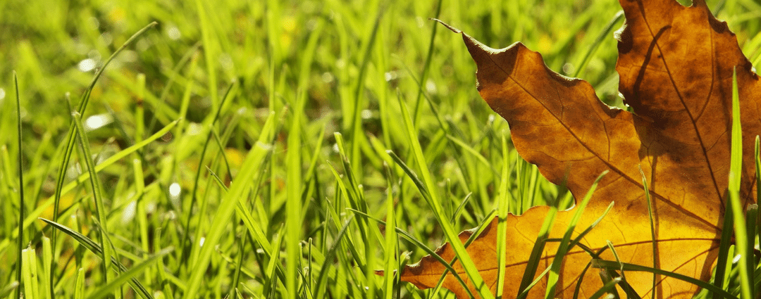Is Your Lawn Losing Its Green Colour?