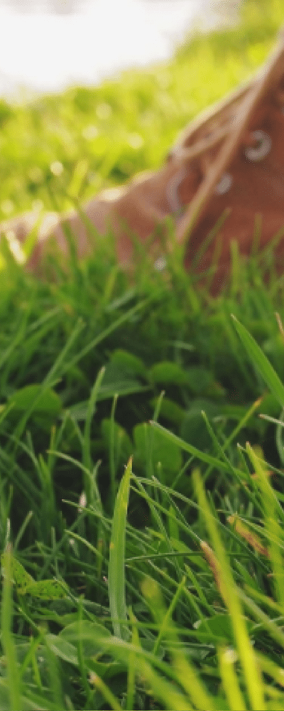 preparing lawn for winter