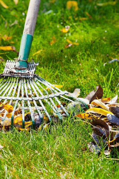 lawn care in autumn