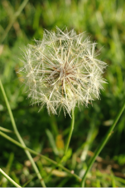 preparing lawn for winter