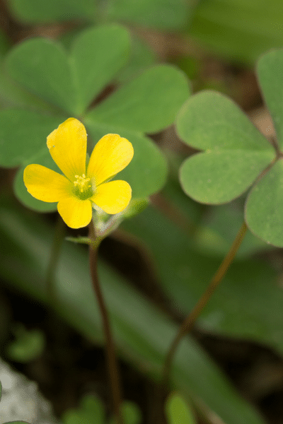 oxalis