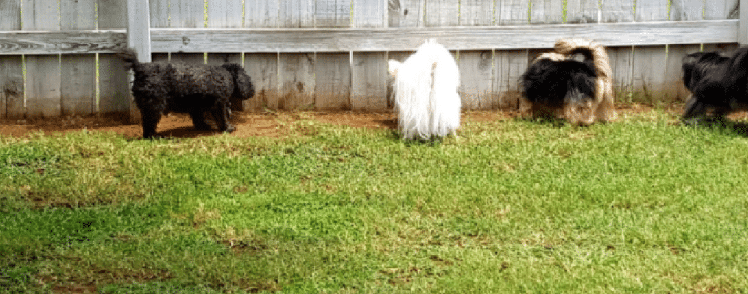 Pets and Lawn Care