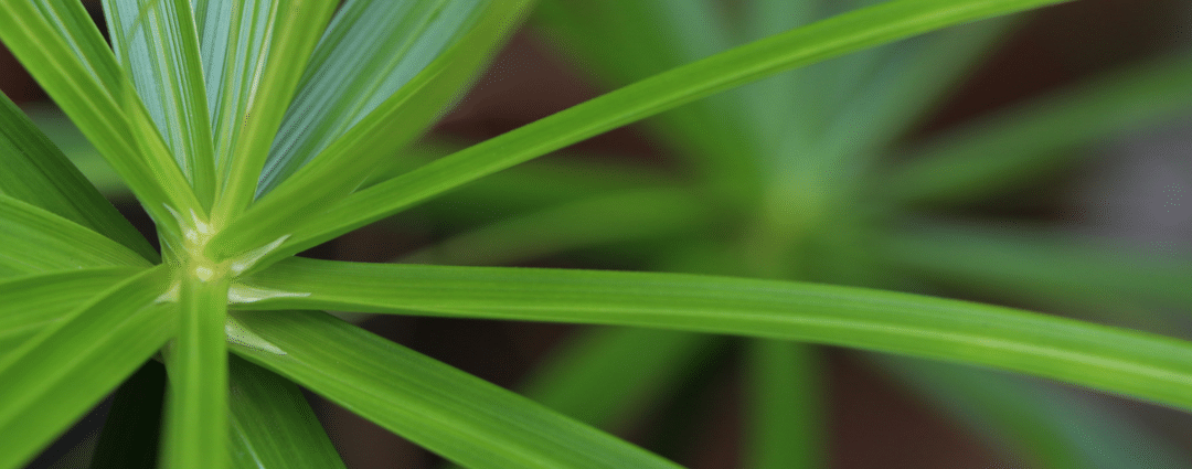 Getting Rid of a Nutgrass Problem